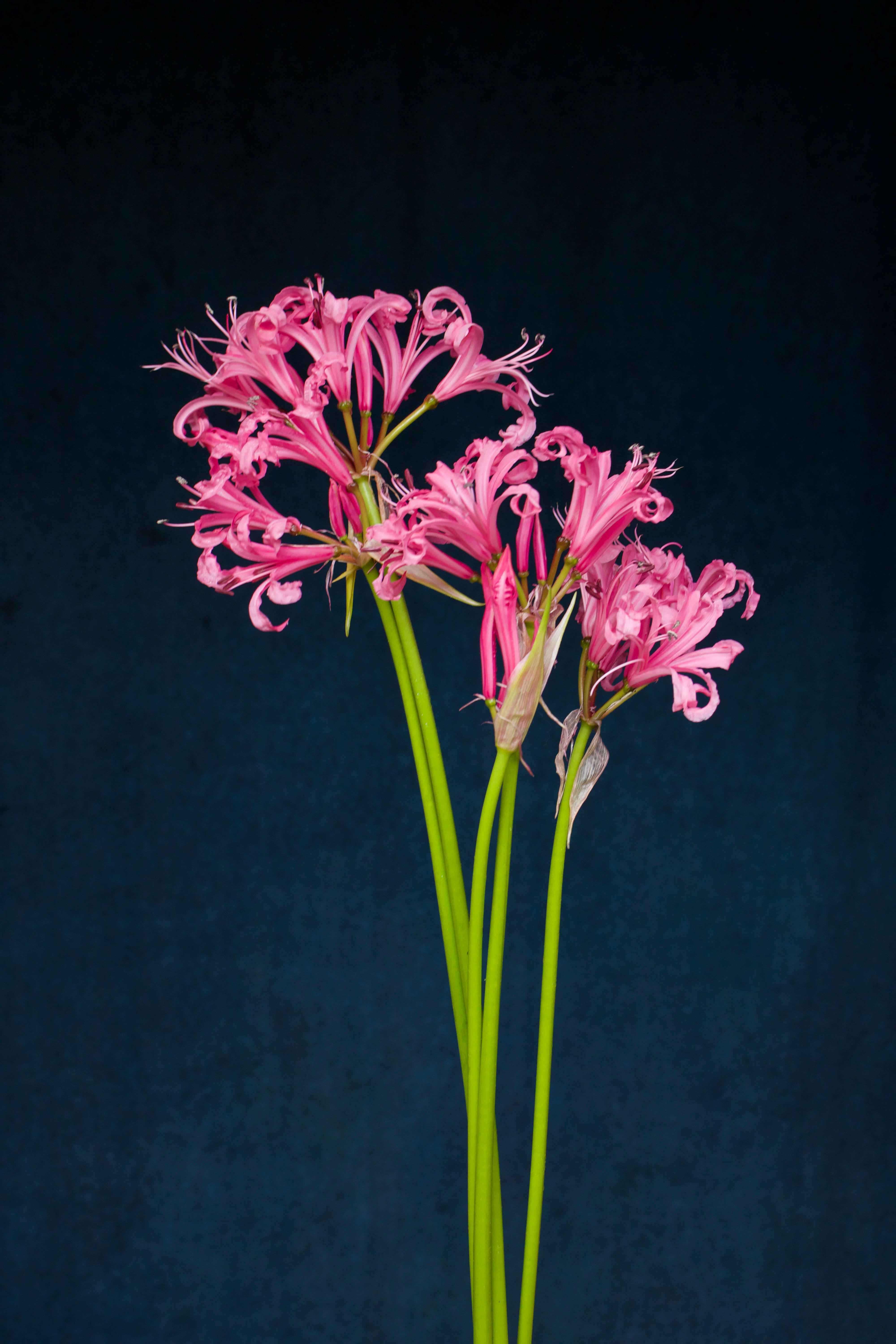 Nerine - Hot Pink (bu)