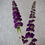 Thumbnail: Buddleia - Purple (st)