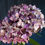 Thumbnail: Hydrangea - Antique Warm Tone (st)