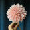 Thumbnail: Budapest Blush
