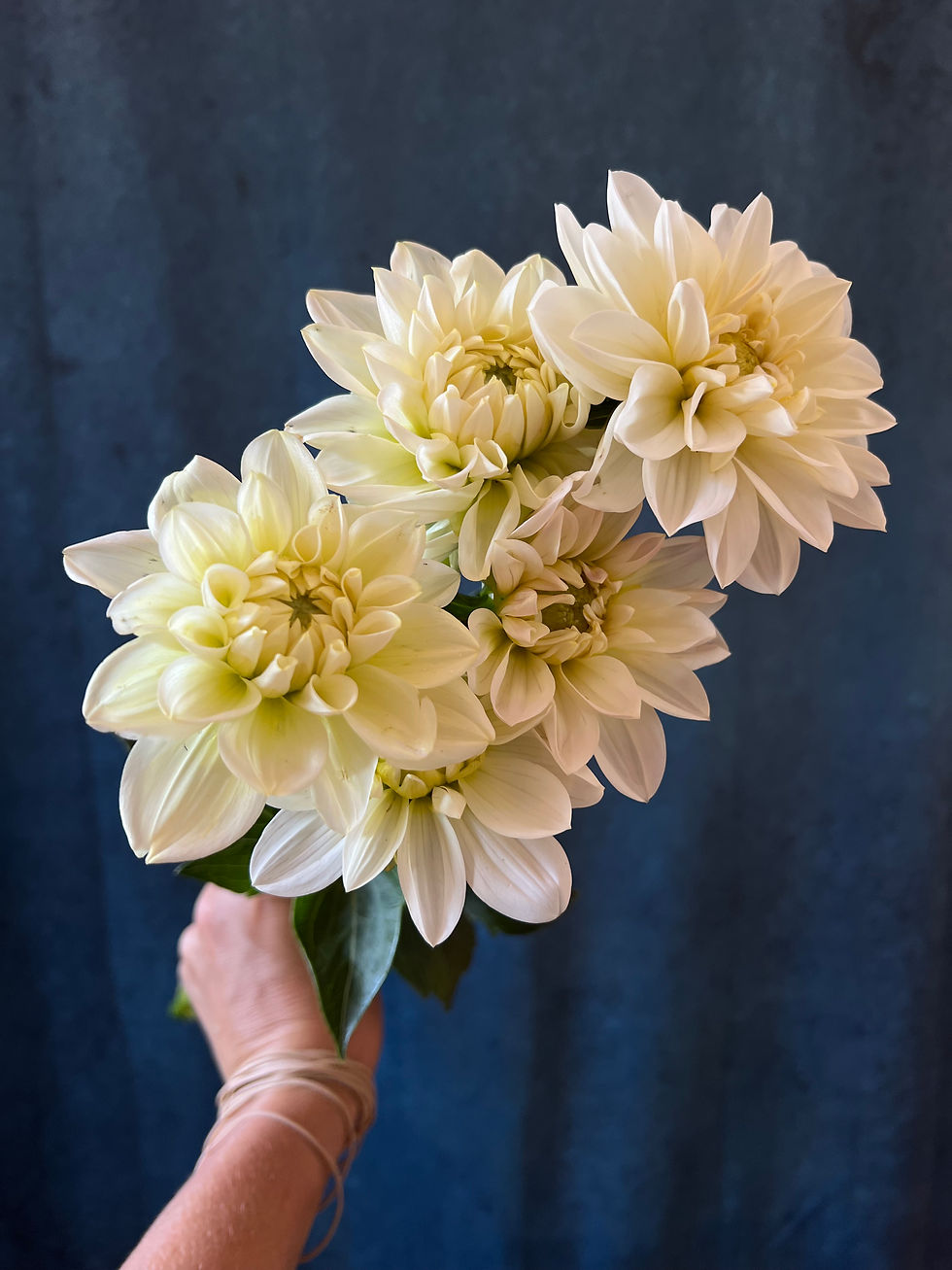 Dahlias - Creamy Mix (bu)