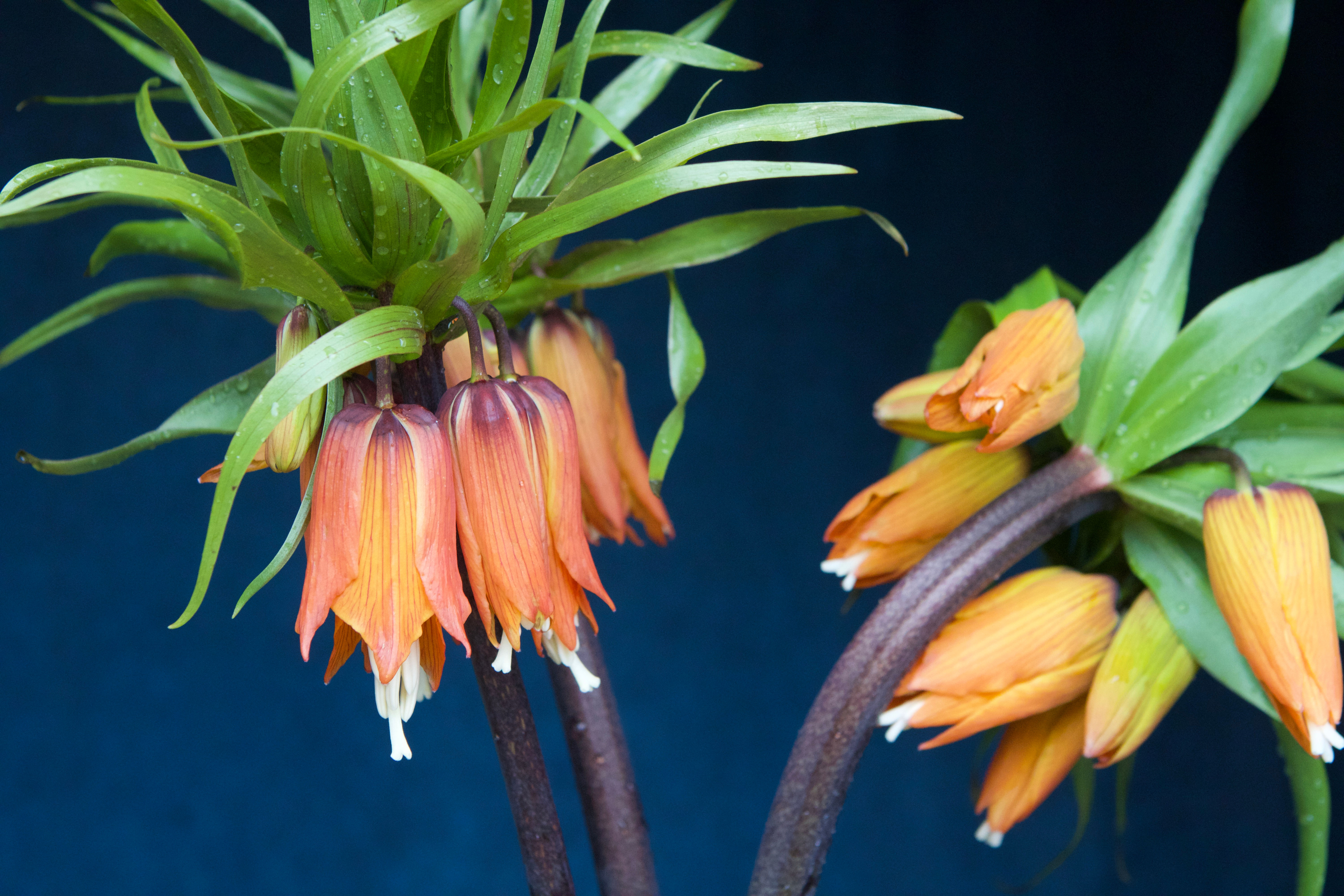 Fritillaria - Orange (st)