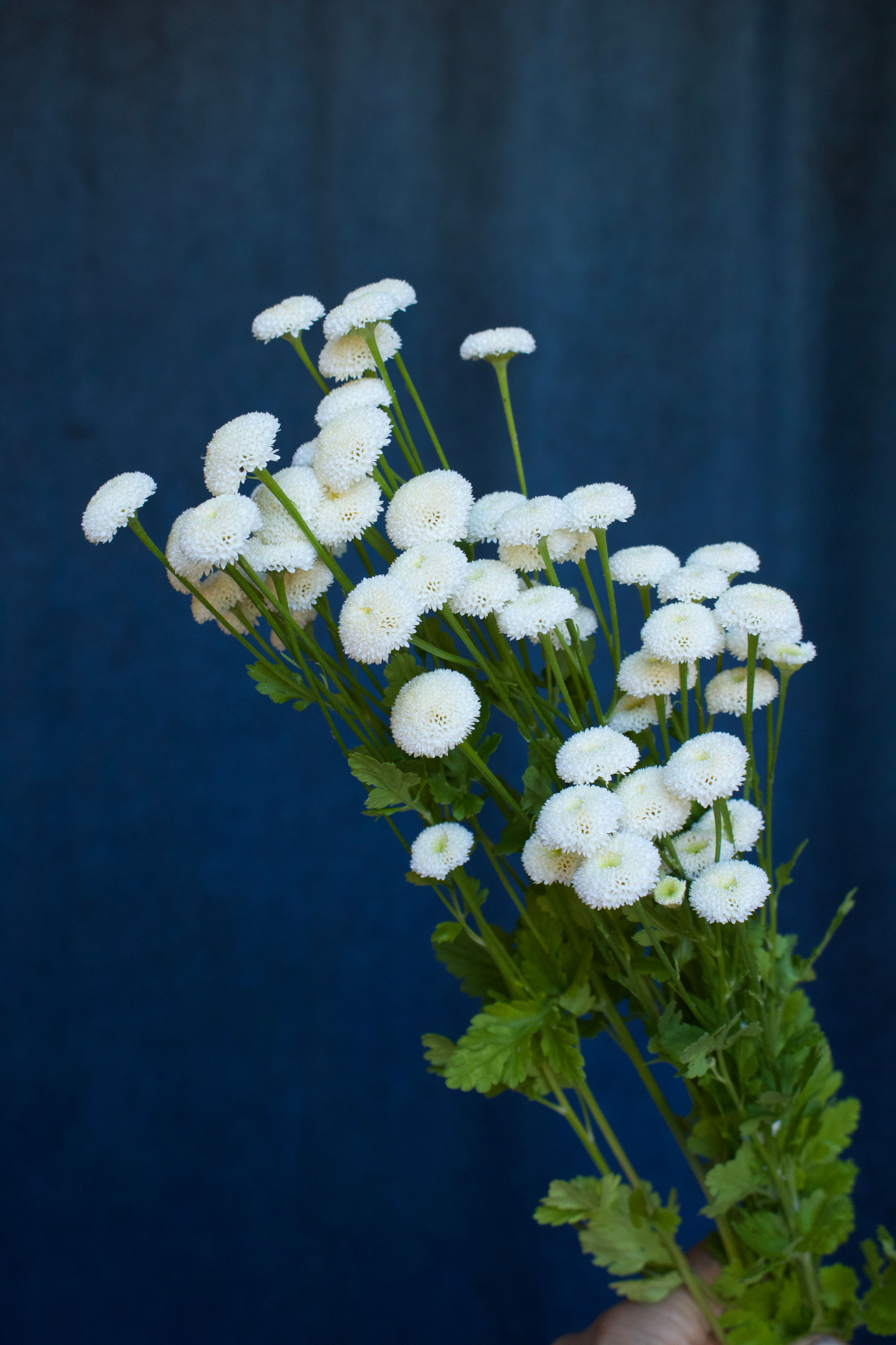 Feverfew - Snowball (bu)