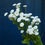 Thumbnail: Feverfew - Snowball (bu)