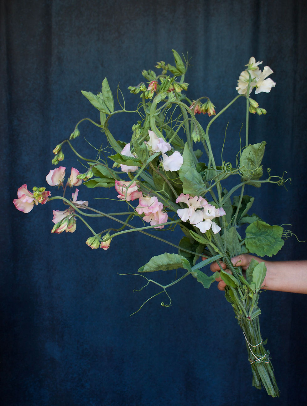 Sweetpea - Pastel vining (bu