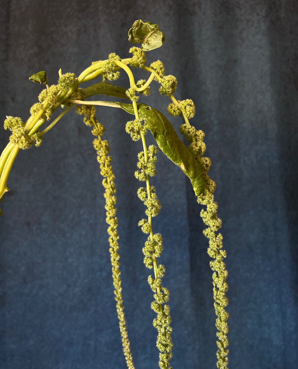 Amaranth - Green Tails (st)