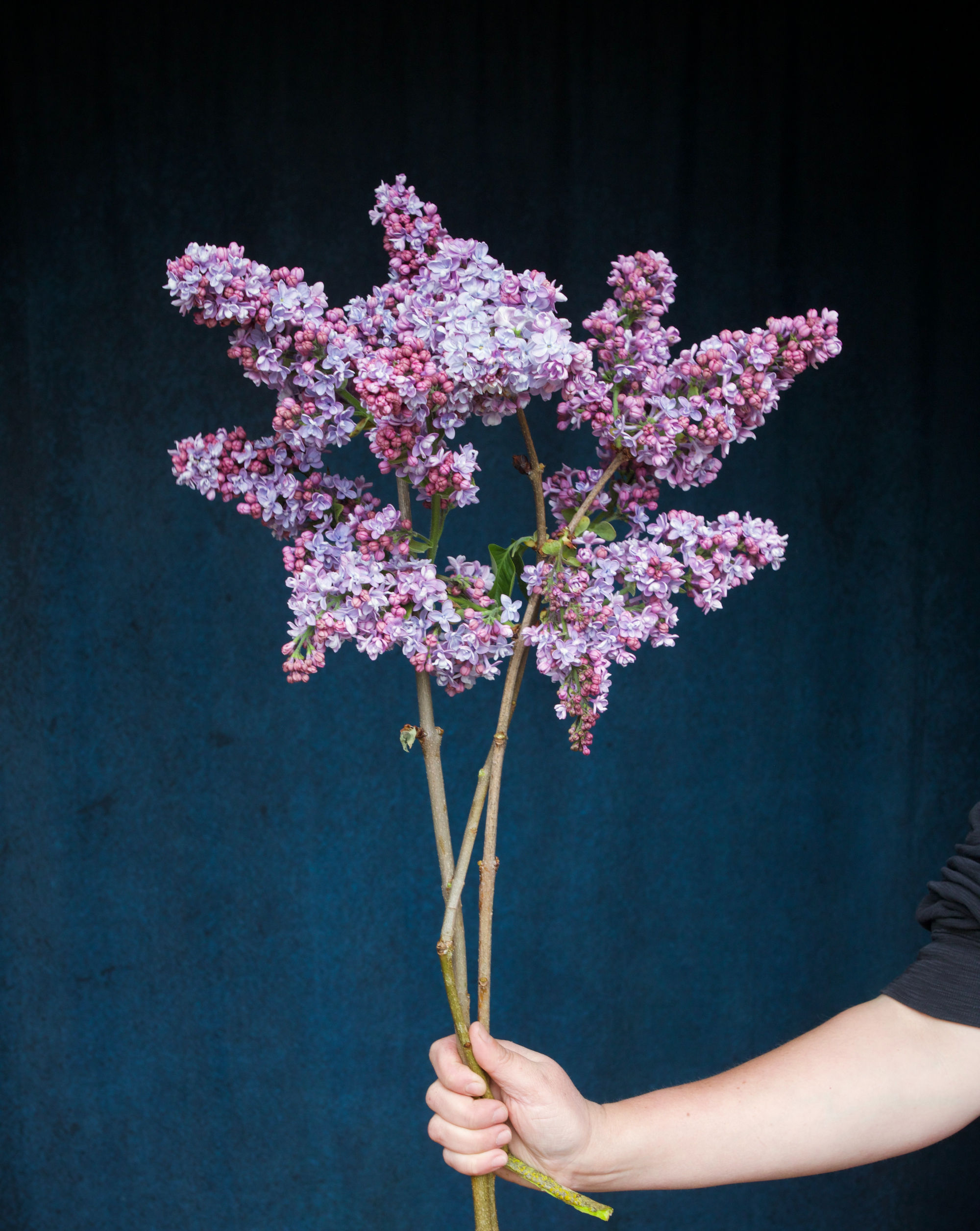 Lilac - Lavender (bu)