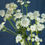 Thumbnail: Astrantia - White (bu)