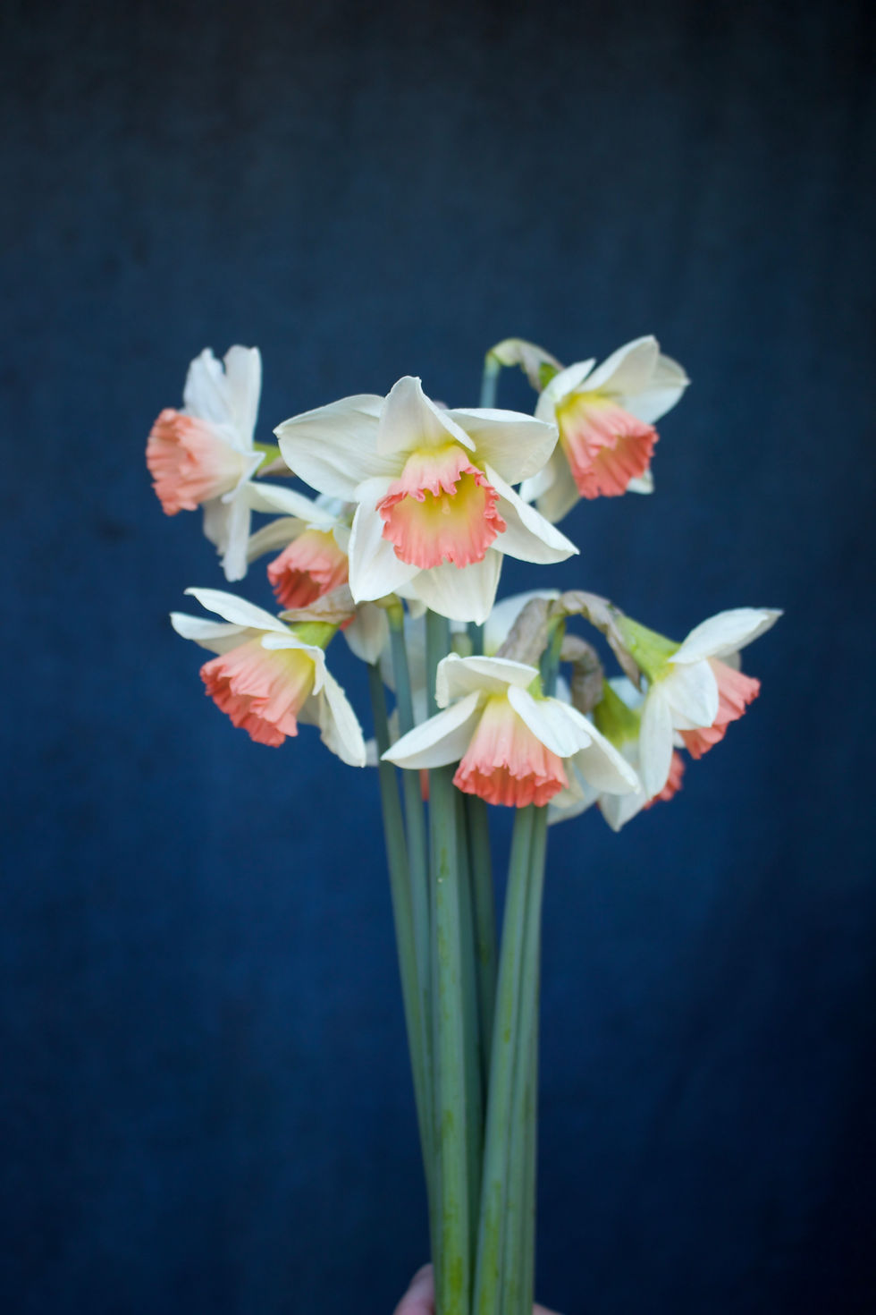 Thumbnail: From the Farm: Frilly Narcissus Bunch (30 stems)