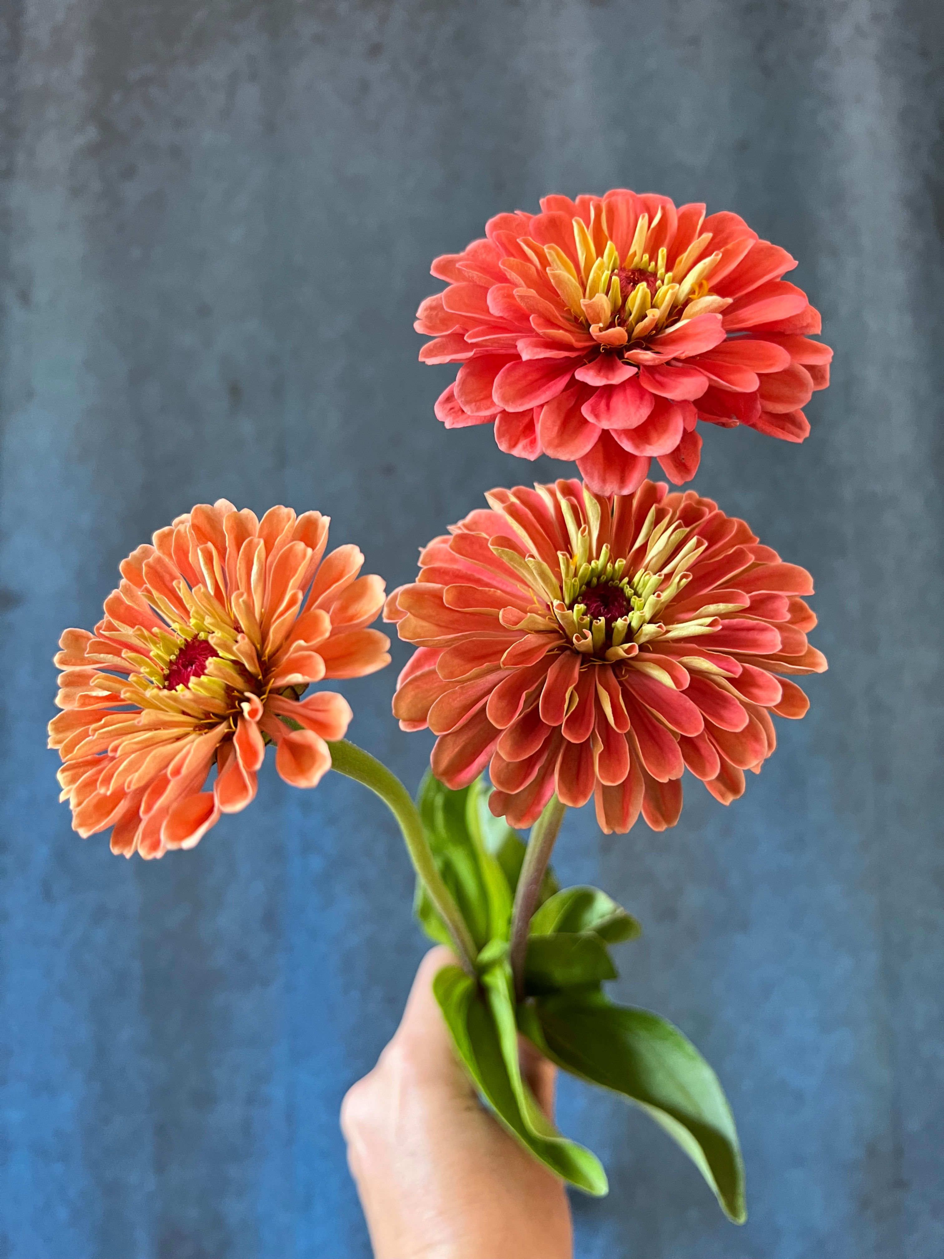 Zinnia - Benary's Giant Salmon (bu)