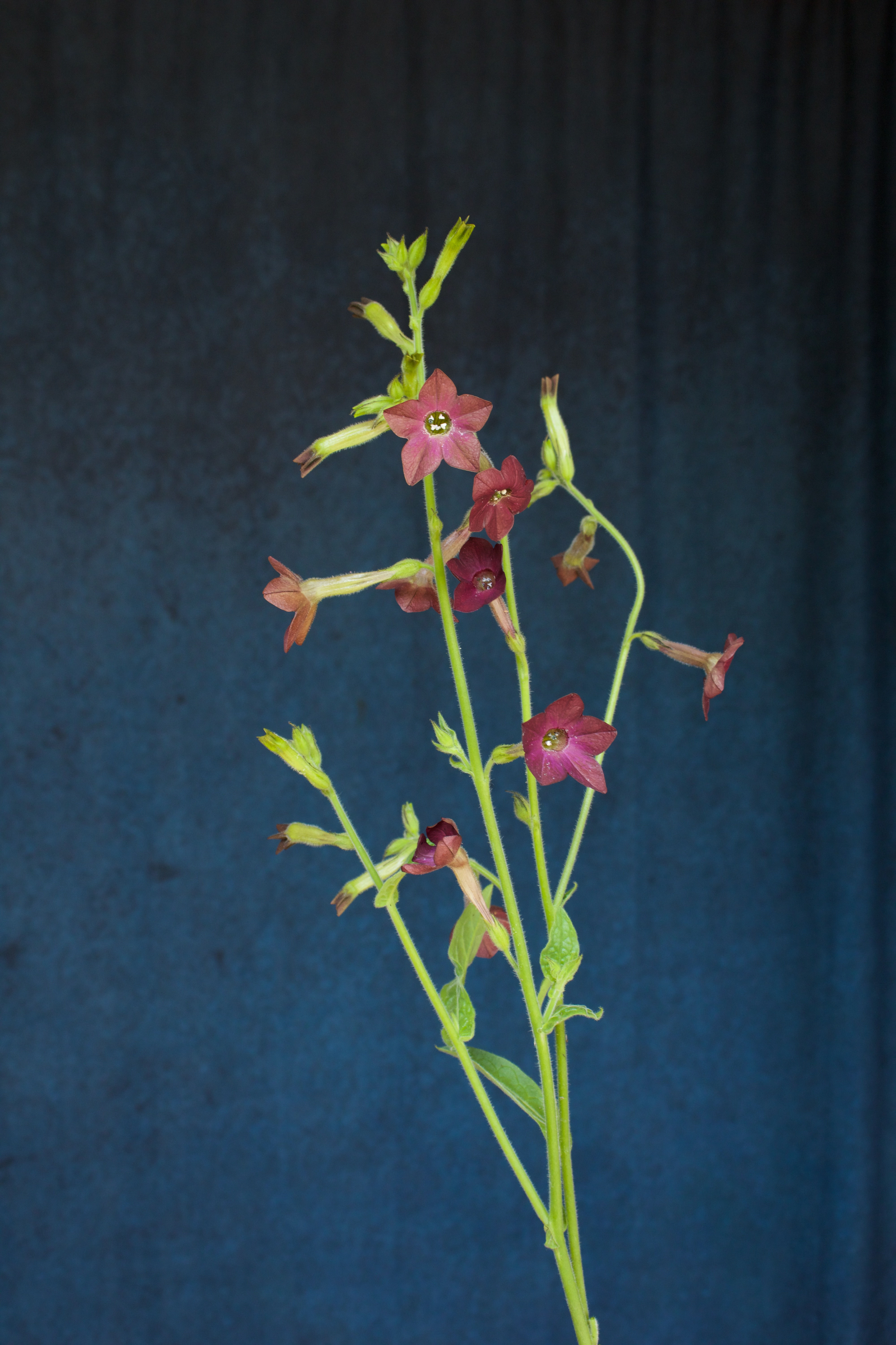 Nicotiana - Bronze (bu)