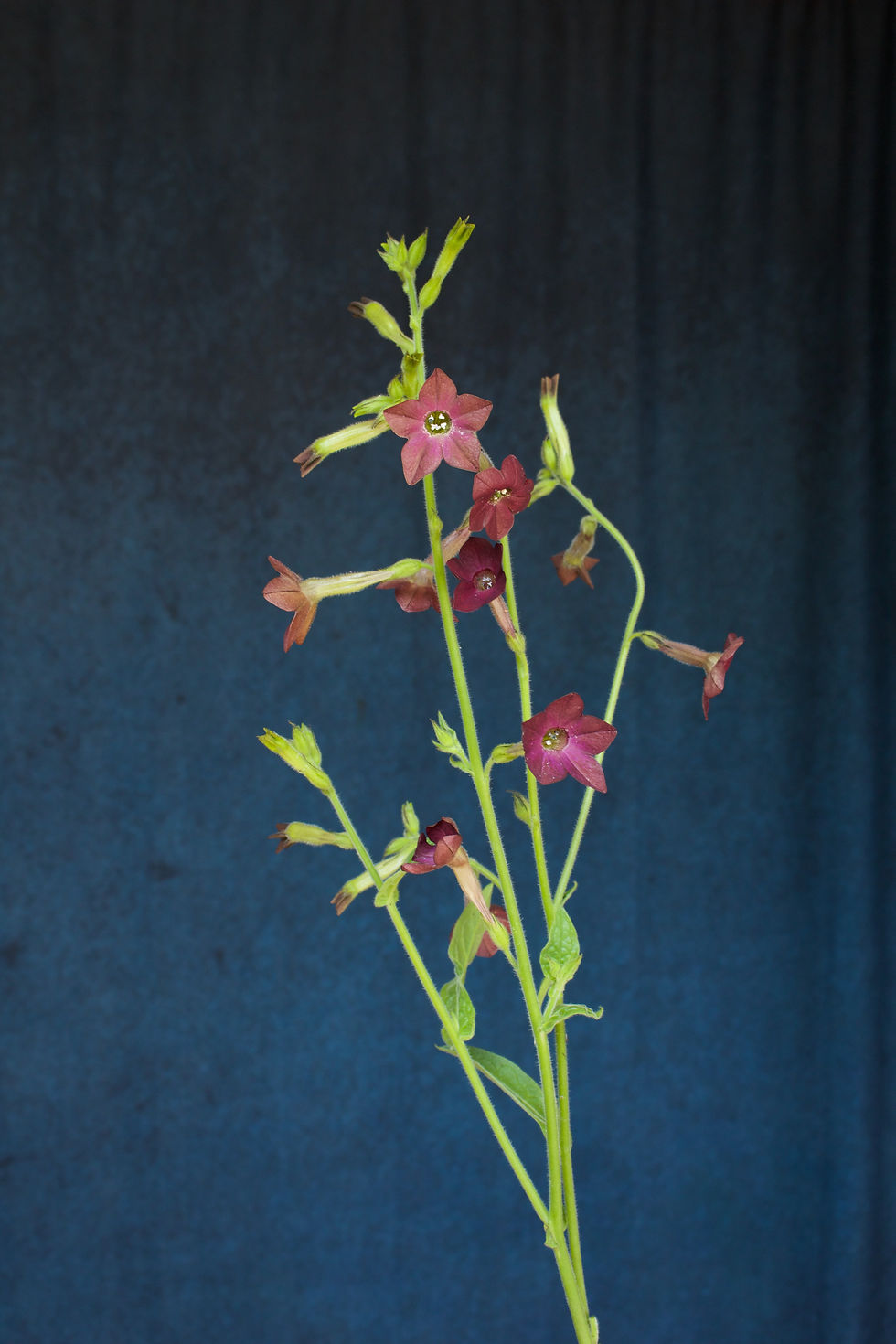 Nicotiana - Bronze (5 stem bu)