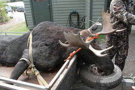 trophée de chasse un orignal mort, Québec