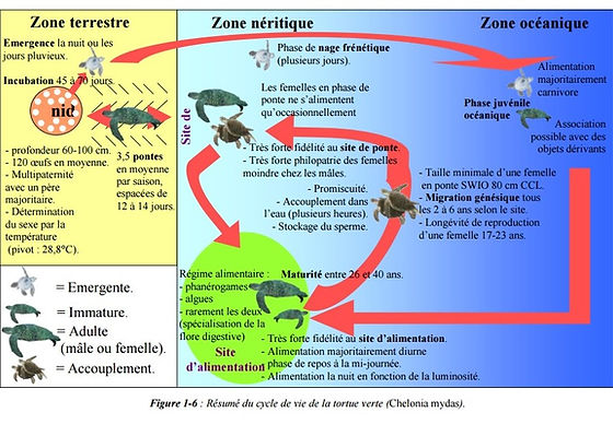 Autour De Hikkaduwa Bouddhisme Pierres De Lune Jeanavuplus Org Autour De Hikkaduwa Bouddhisme Pierres De Lune Jeanavuplus Org