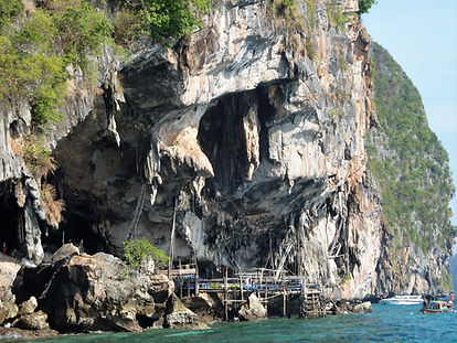 Thaïlande sud, à Koh Phi Phi Ley, échafaudages pour cueuillir les nids d'hirondelles