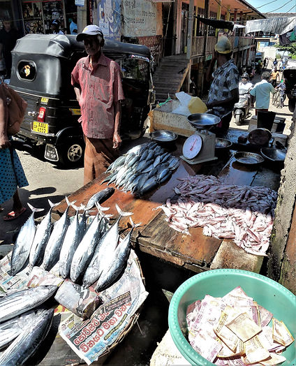 autre étal de poisson frais, Ambalangoda, Sri Lanka