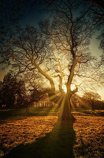 Arbre avec lever de soleil
