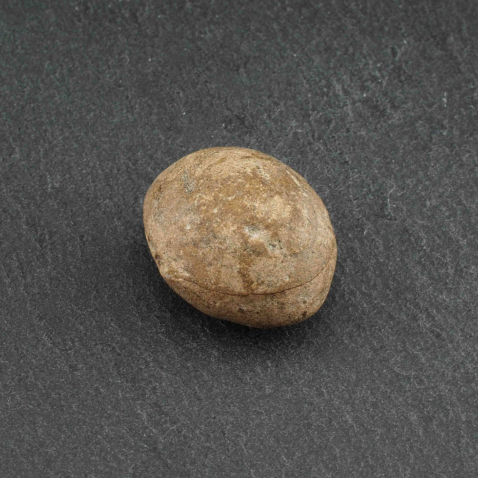 Miniaturbild: Krebs Fossil im Stein sehr selten