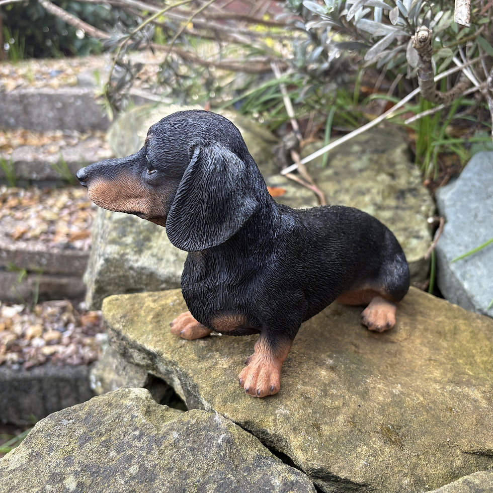 Thumbnail: Vivid Arts - Black & Brown Sitting Dachshund