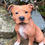 Thumbnail: Vivid Arts - Staffordshire Bull Terrier - Brown