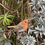 Thumbnail: Vivid Arts - Hanging Robin on Branch