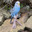 Thumbnail: Vivid Arts - Blue Budgerigar 