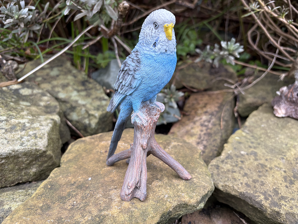 Vivid Arts - Blue Budgerigar