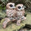 Thumbnail: Vivid Arts - Baby Tawny  Owls on Branch