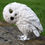 Thumbnail: White Owl
