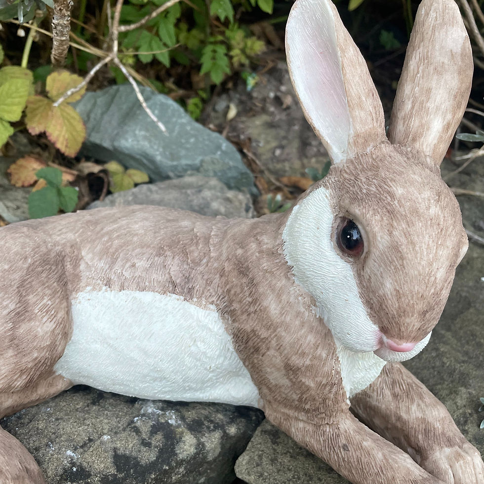 Thumbnail: Resting Rabbit