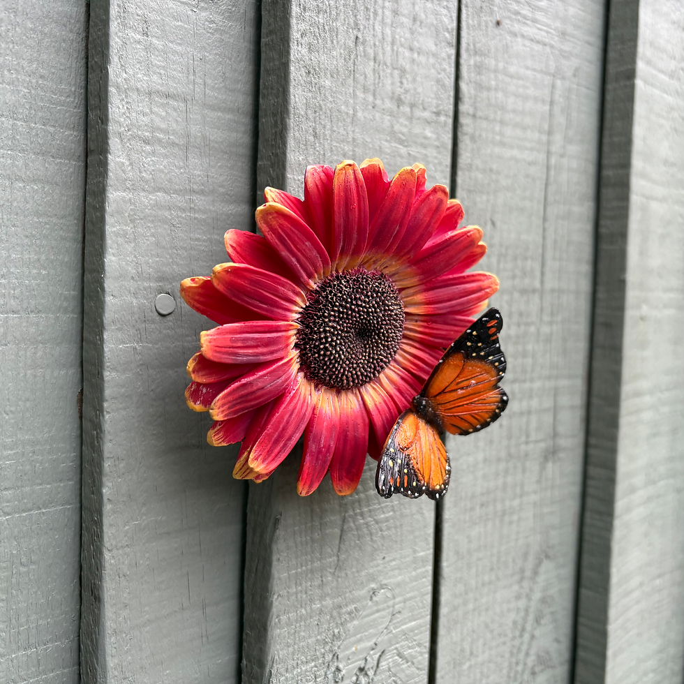 Thumbnail: Vivid Arts - Red African Daisy with Butterfly 