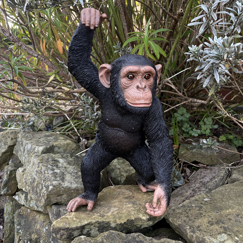 Thumbnail: Vivid Arts - Chimpanzee