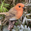 Thumbnail: Vivid Arts - Hanging Robin on Branch