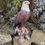 Thumbnail: Vivid Arts Bald Eagle Ornament – Realistic Resin Eagle Statue