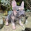 Thumbnail: Vivid Arts - Lilac Tan French Bulldog