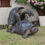 Thumbnail: Naughty Tortoises