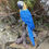 Thumbnail: Vivid Arts - Yellow Macaw Parrot
