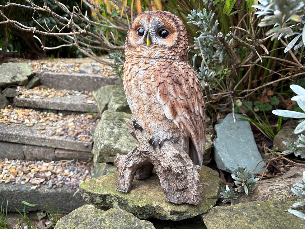 Thumbnail: Vivid Arts - Tawny Owl