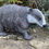 Thumbnail: Large Badger