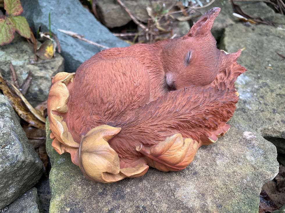 Thumbnail: Vivid Arts - Sleeping Baby Red Squirrel 