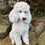 Thumbnail: Vivid Arts - Sitting White Poodle