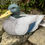 Thumbnail: Mallard Duck