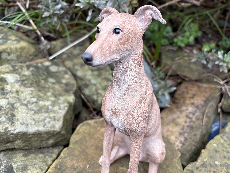 Thumbnail: Vivid Arts - Whippet