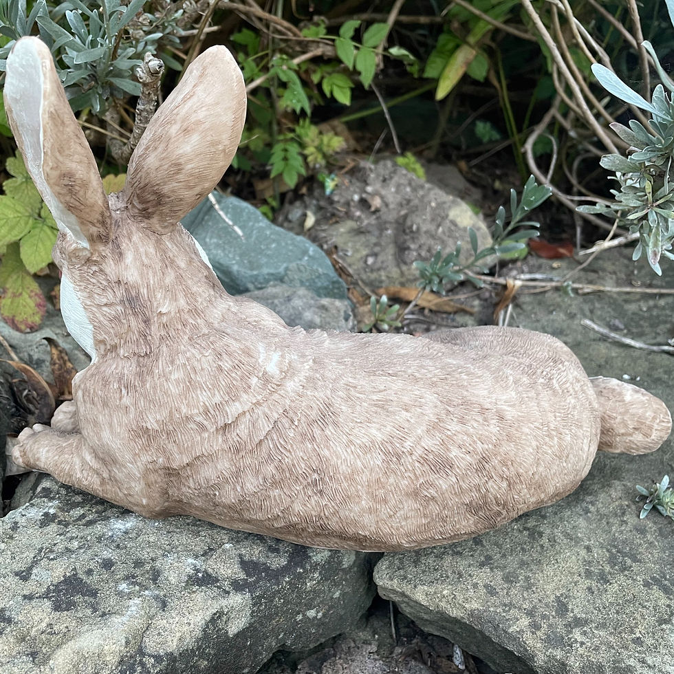 Thumbnail: Resting Rabbit