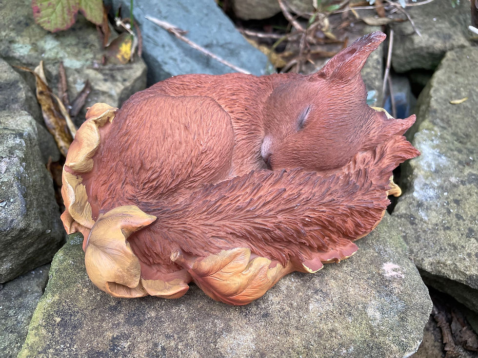Thumbnail: Vivid Arts - Sleeping Baby Red Squirrel 