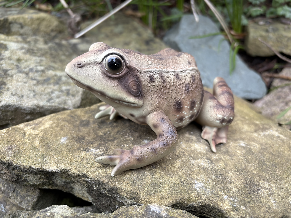 Thumbnail: Vivid Arts - Real Life Frog