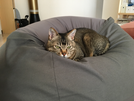 猫の抜け毛対策