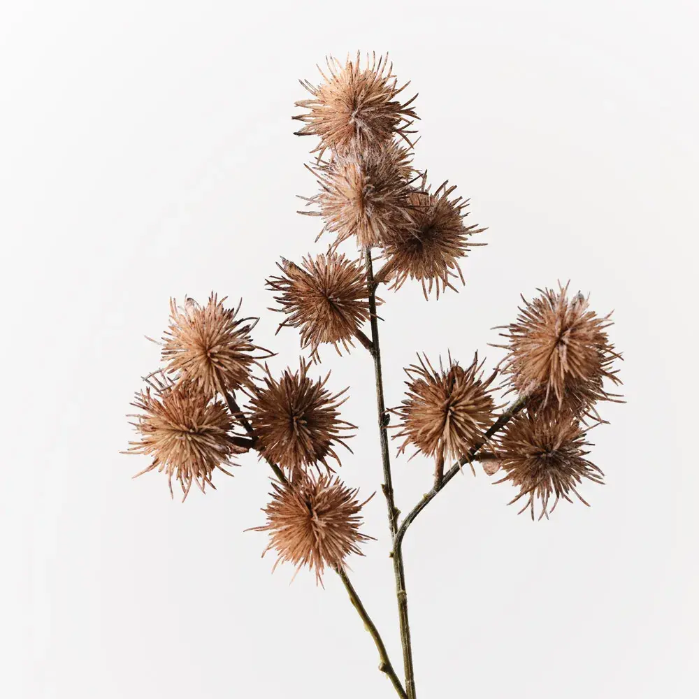 Globe Thistle Spray Coffee