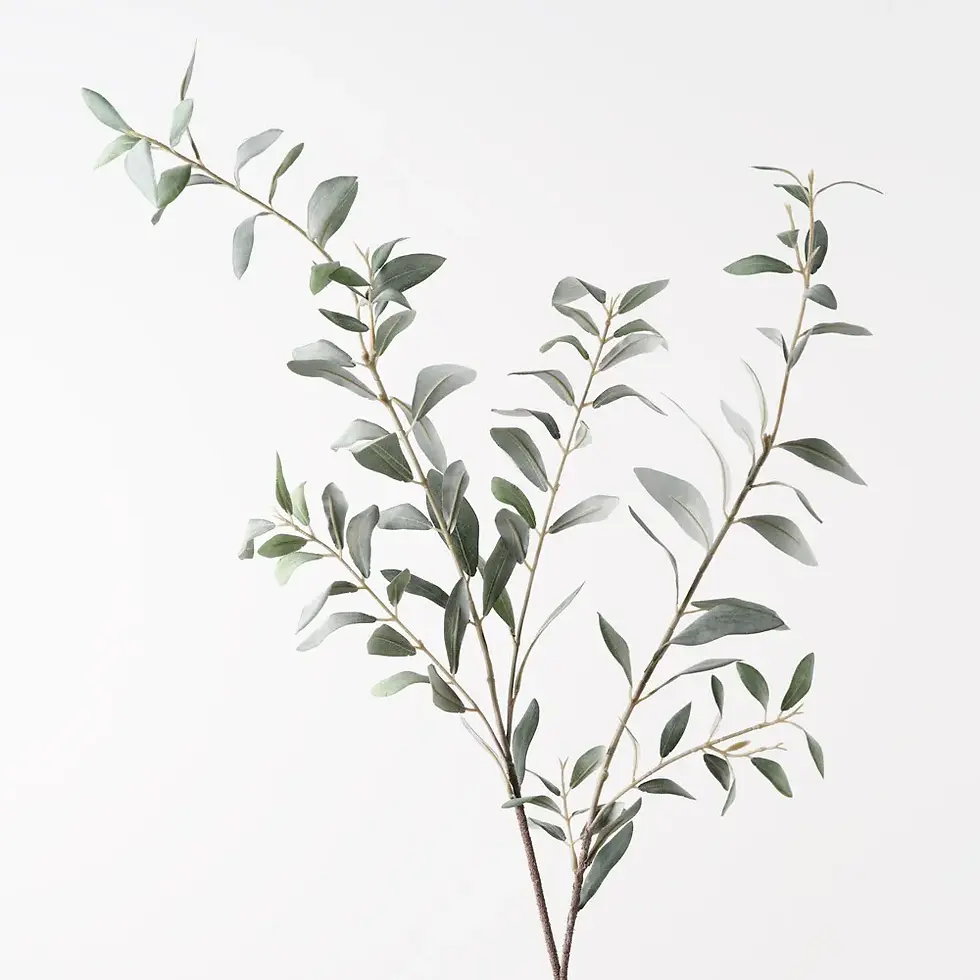 Olive Leaf Spray