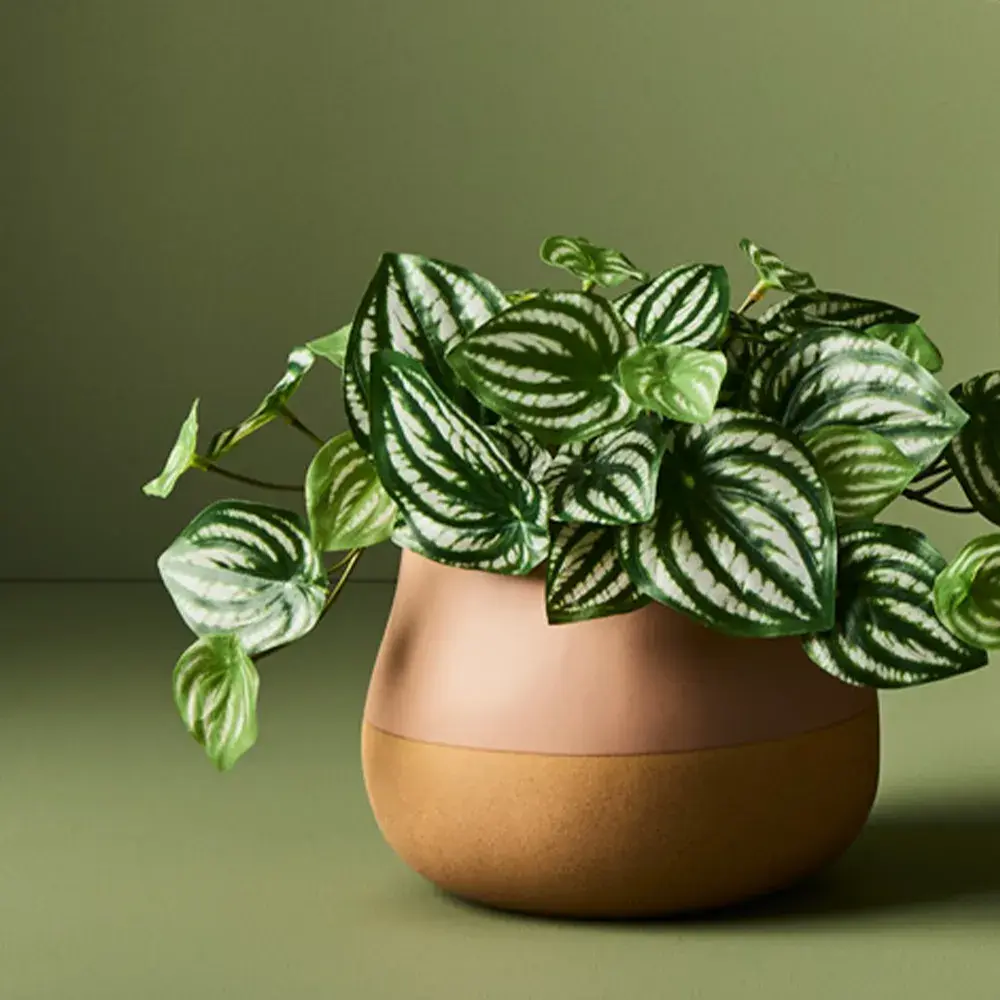 Pepperomia Plant